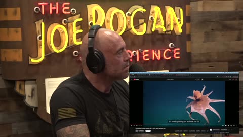 Joe Rogan Experience #2030 - Protect Our Parks 9