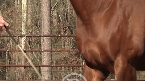 There are a few different ways to teach them to lead.