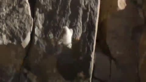 😮🌄 Watch These Chicks Jump Off Cliffs! | FeedMyCuriosity