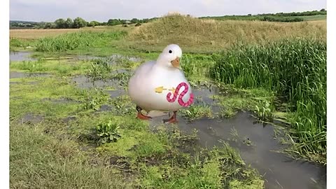 Debt (explained by ducks)