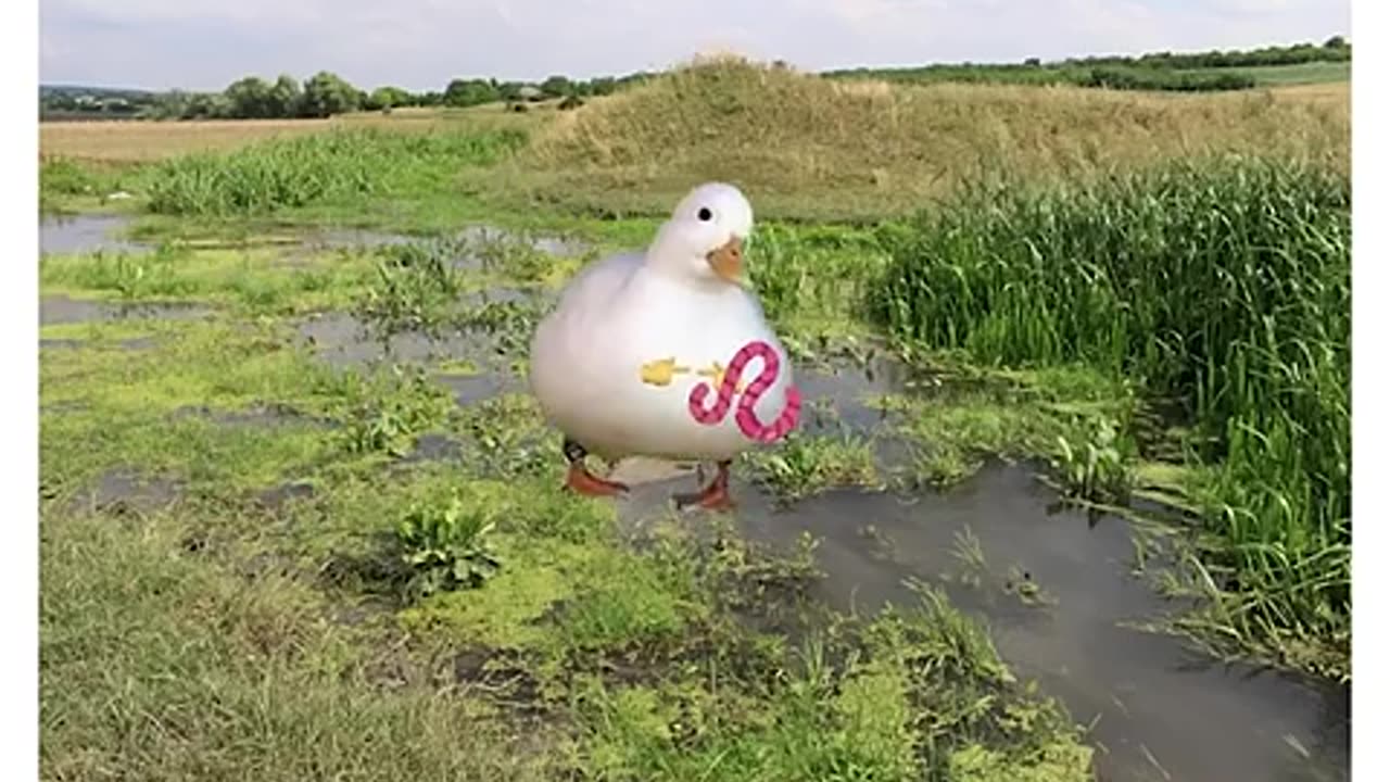 Debt (explained by ducks)