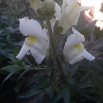 Snapdragon in the shade