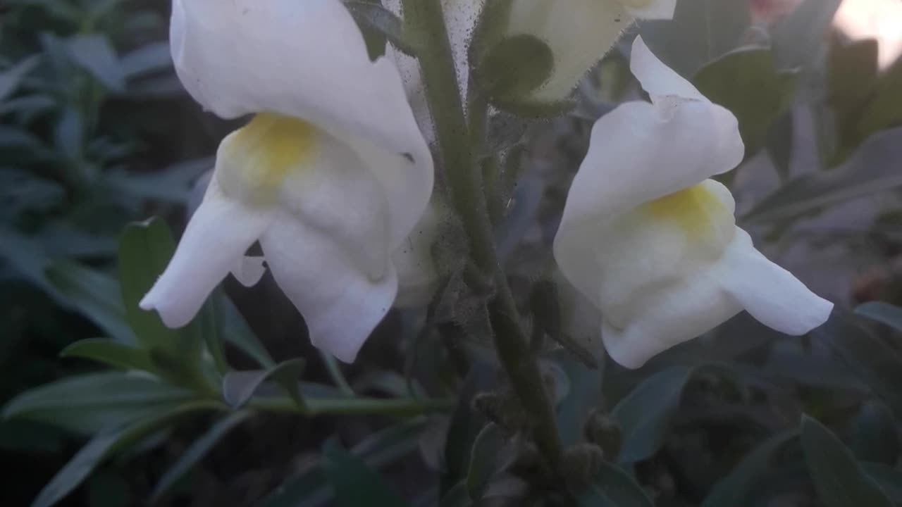 Snapdragon in the shade