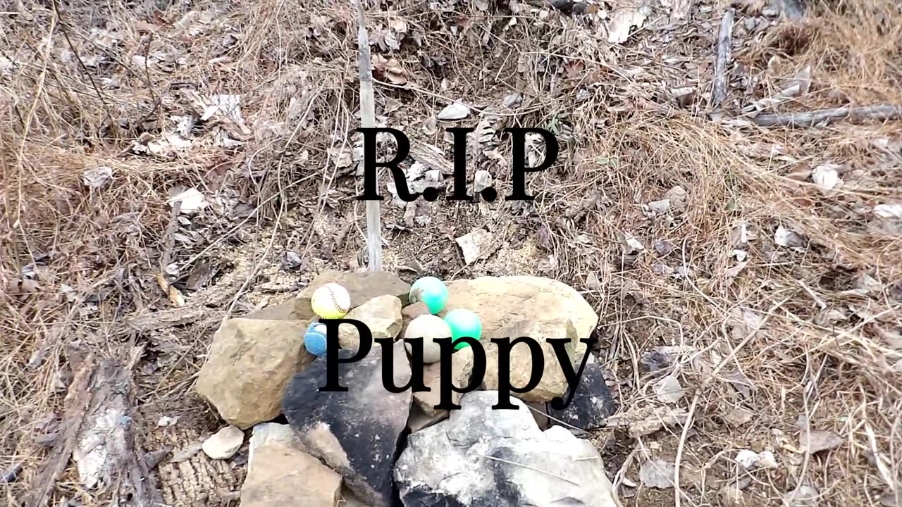 Our puppy passed away