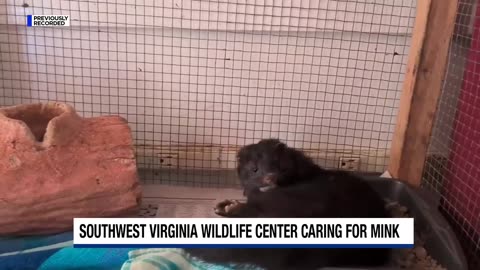 Southwest Virginia Wildlife Center caring for mink