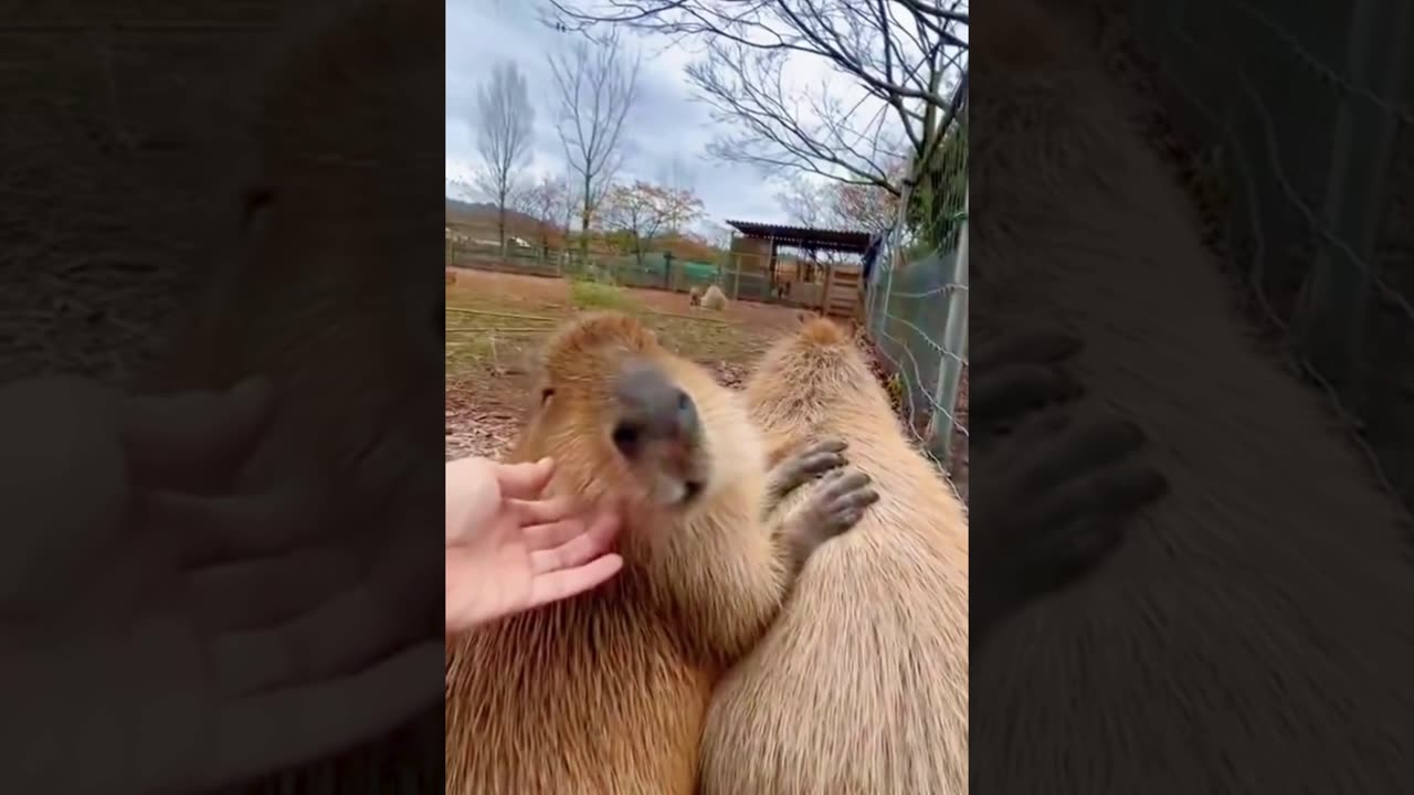 A selection of funny moments with animal #14