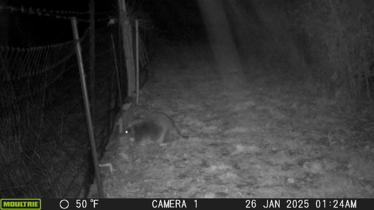 Beaver- annoyed at bamboo blockage