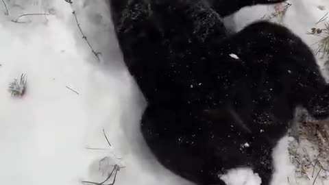 Let it snow ❄️🐾