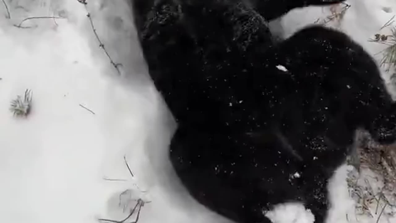 Let it snow ❄️🐾