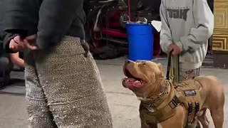 Breaking: Dog training | Best dog training #dog #dogtraining #shorts