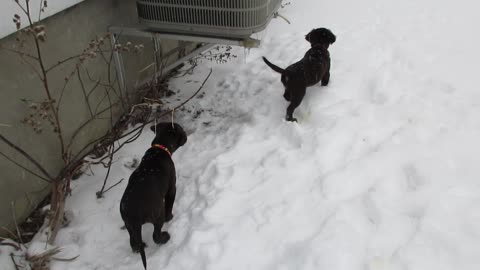 Short puppy video enjoy