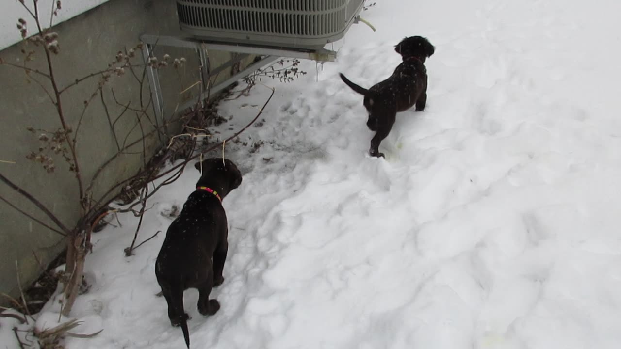 Short puppy video enjoy