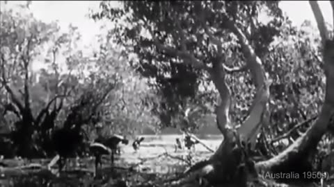 What They Didnt Tell You About The Stolen Generation