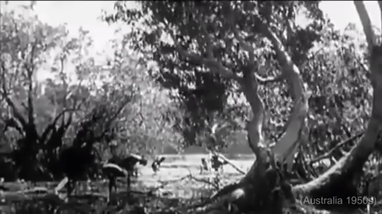 What They Didnt Tell You About The Stolen Generation