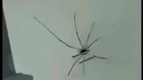 When you heard of spider instincts but never see it in action this is how it looks @newvideotext