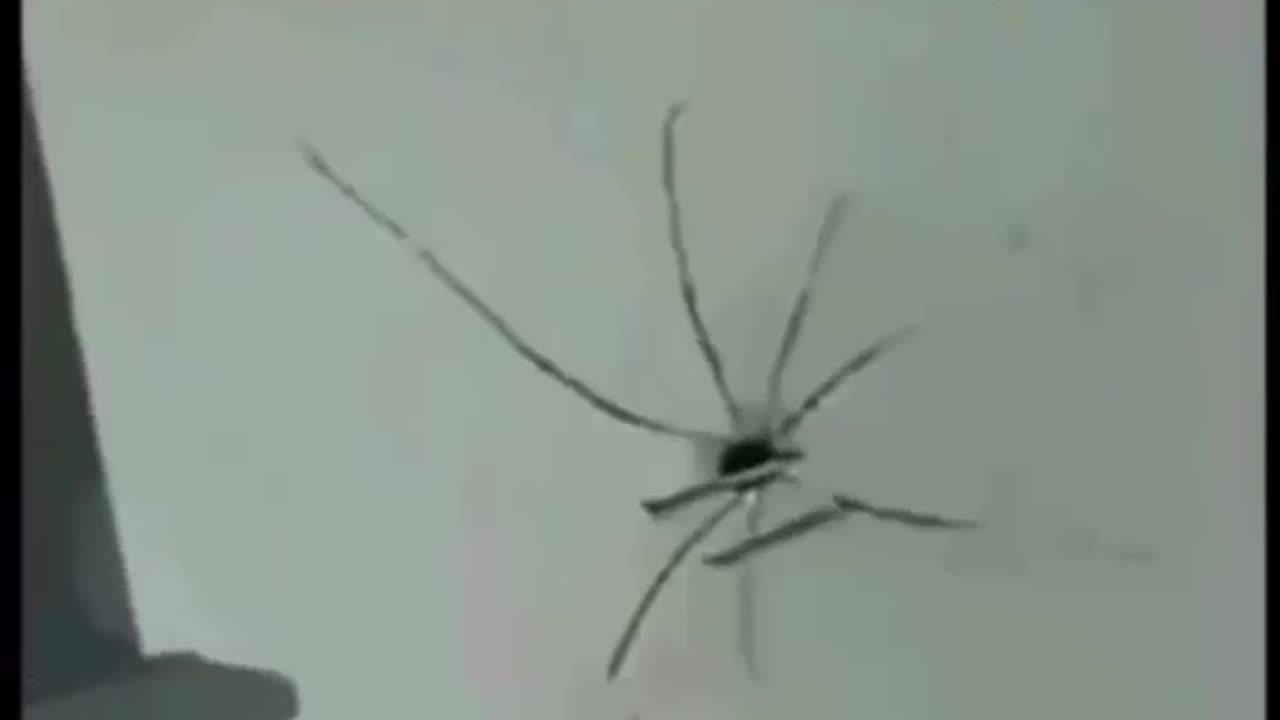 When you heard of spider instincts but never see it in action this is how it looks @newvideotext