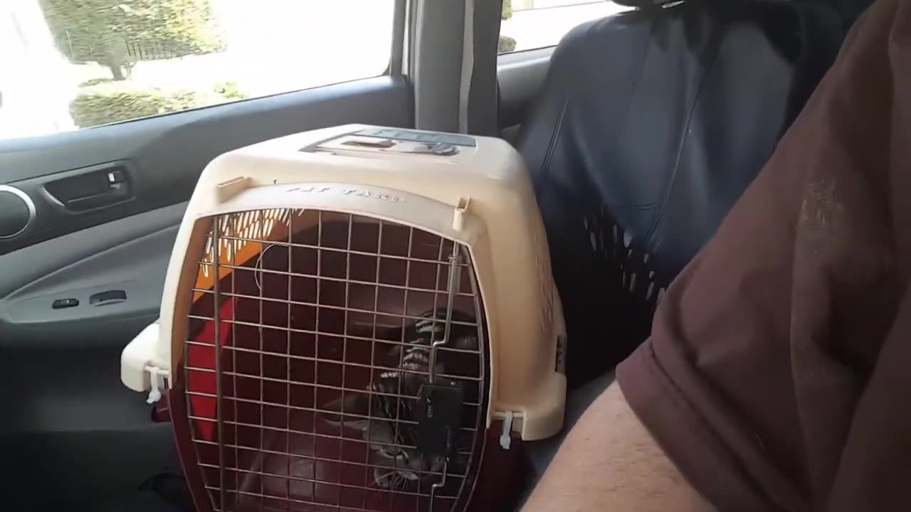 He Has No More Testicles (Brother Cat Debut April 30 2017)