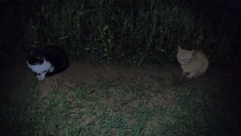 Homeless cats in Ras Al Khaimah, UAE: RIHANNA & ED SHEERAN #cat #cats #Rihanna #UAE #pets #EdSheeran