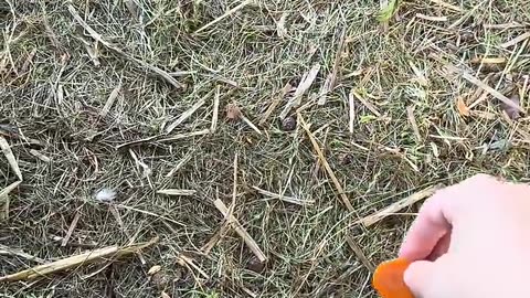 gulligaste kaninungen du måste se