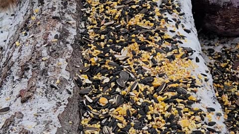 Lard Butt Squirrel hogs House Sparrow Seeds