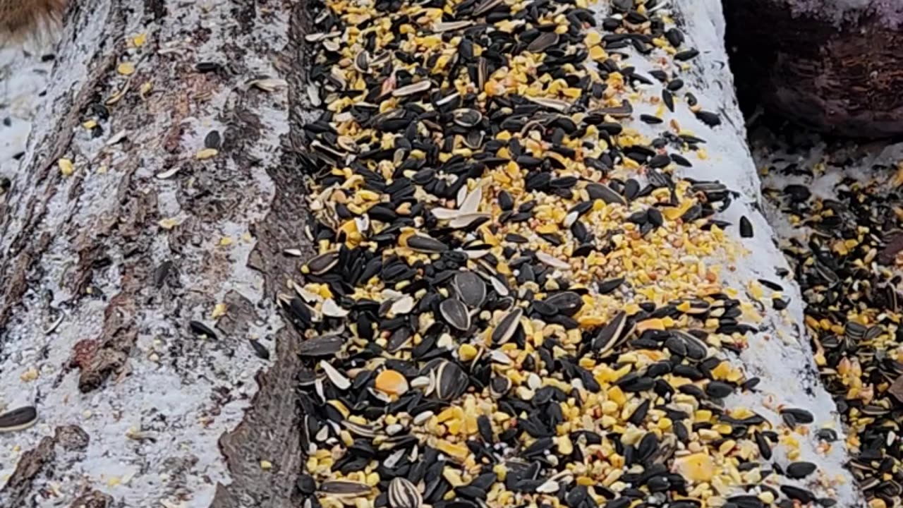 Lard Butt Squirrel hogs House Sparrow Seeds