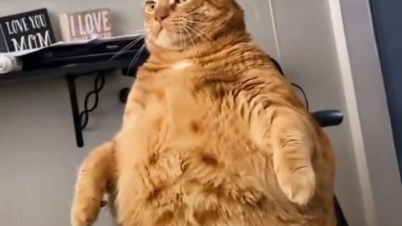 This Cat's Relationship With Food Is... Complicated