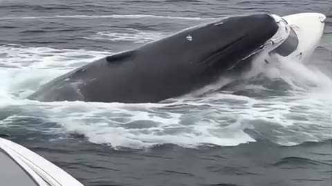 A Whale ate a Whole Yacht 👀