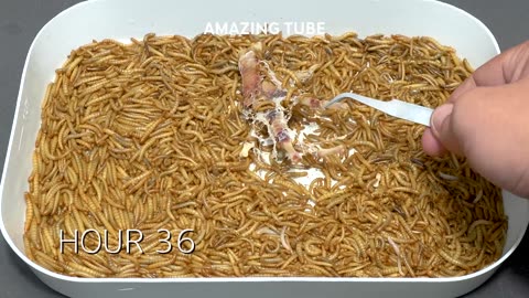 MealWorms Vs OCTOPUS - EEL - FROG - CHICKEN FOOT