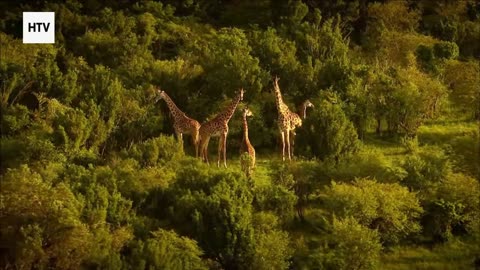 The Heartbeat of the Wild