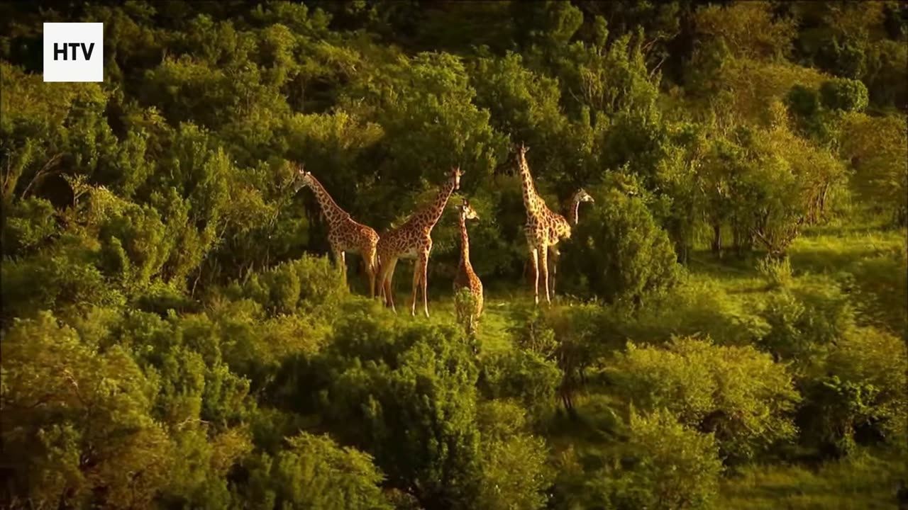 The Heartbeat of the Wild