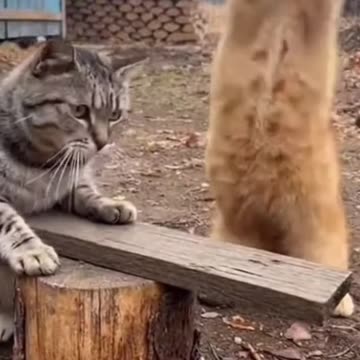 “That’s Not the Nail 😭😭😭” | Funny & Shocking Moment