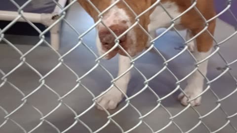 Edelweiss 6y Pet Id 948323 kennel 16 HSSAZ shelter 2025926561