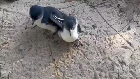 🐧✨ Watch These Adorable Baby Penguins Take Their First Steps! | FeedMyCuriosity