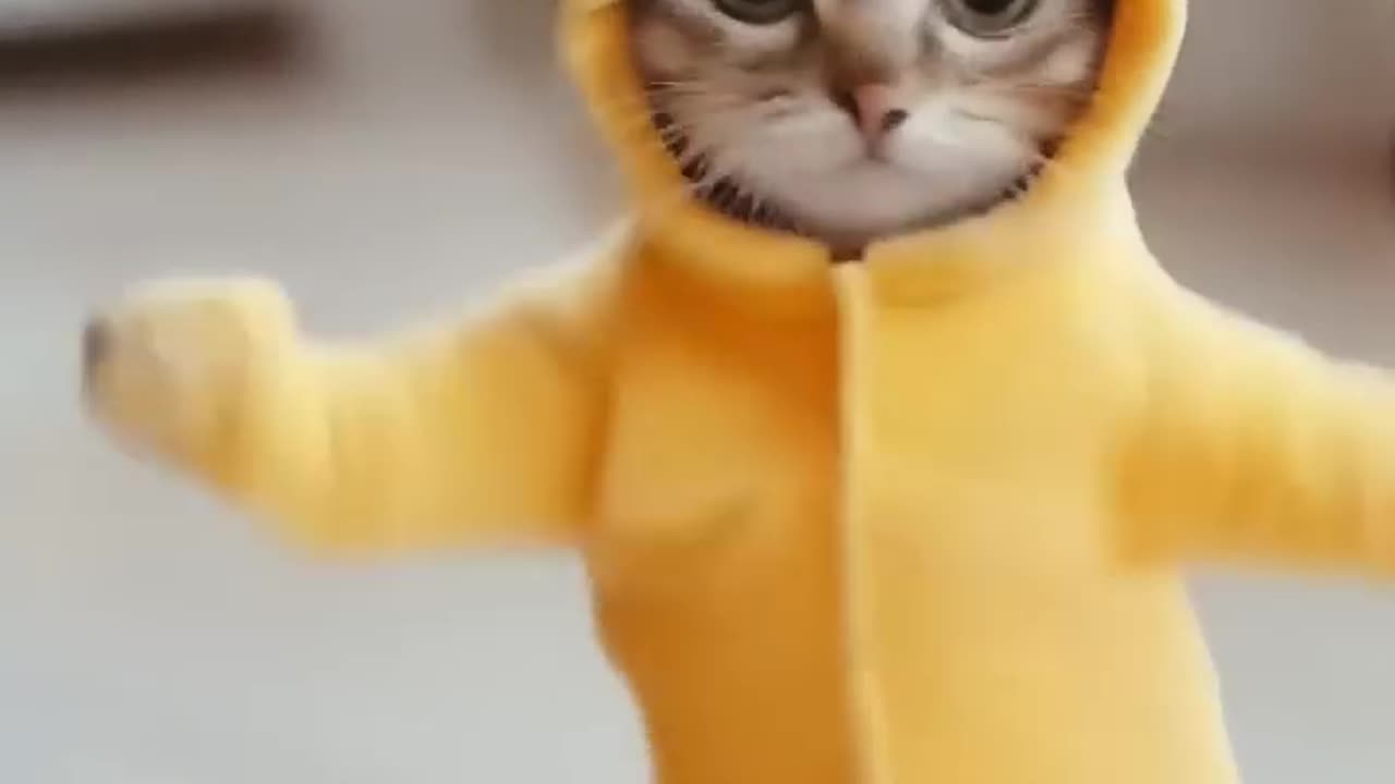 Cat#Motor#Dancing#new#2025