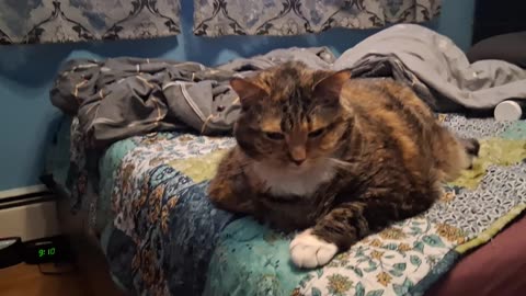 Adorable Cat Lounging Like a Pro — Pure Chill Vibes 😻