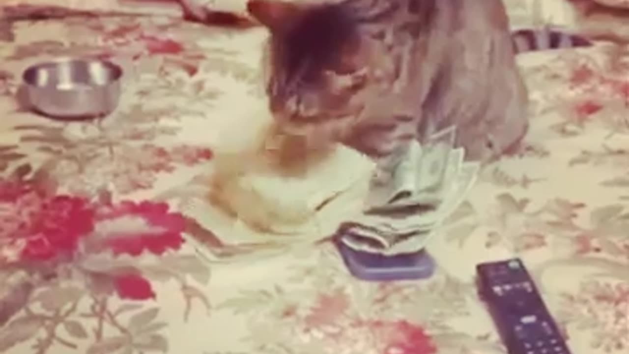 Cat Dog Play Together