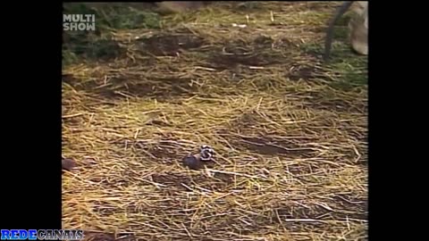 21 - o retorno da pistola paralisadora