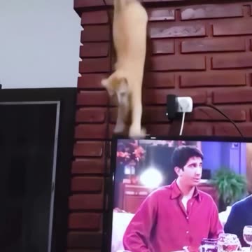 Cats Vs Screens 😐