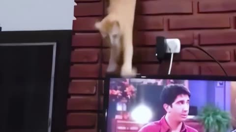 Cats Vs Screens 😐