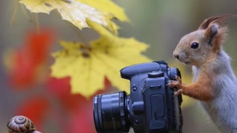 When the Photographer is NUTS! 🐿️📸 Snail's Big Break #aholidaytour