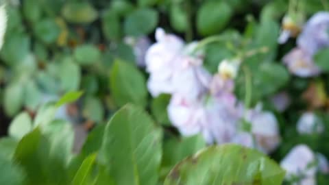 Novalis (Poseidon) Rose Review