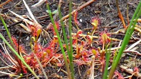 Round-leaved sundew