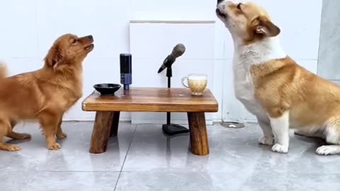 Dog's Comedy Videos 🤣 so cute videos 😍 funny videos in puppies comedy scenes 😂 so cute 🥰