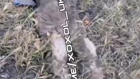 Ukraine war combat footage 12/24/24