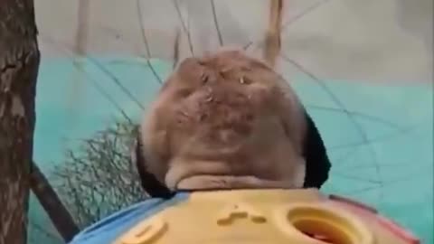 wondering how does this species survive in the wild.. 🐼😅