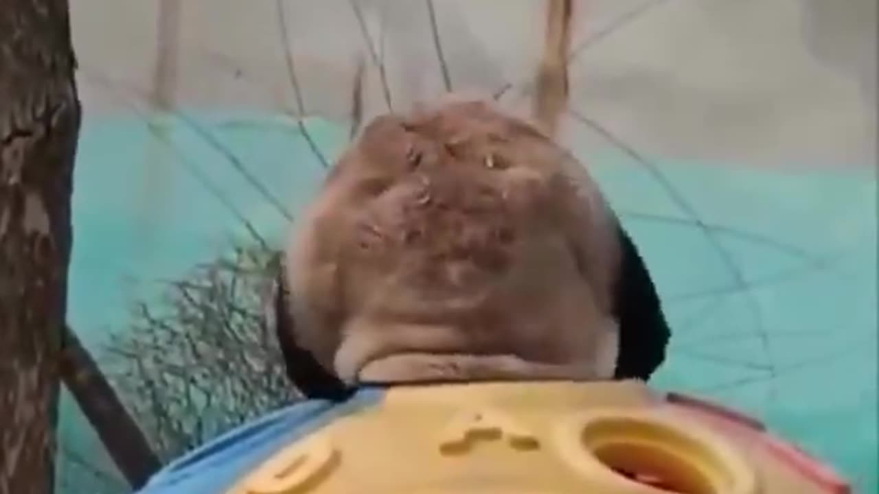 wondering how does this species survive in the wild.. 🐼😅