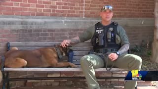 Shocking: Viral video shows police K-9 refusing to go to work without belly rub