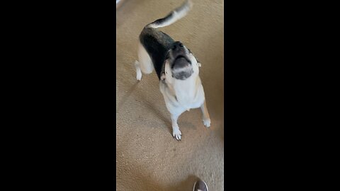 Will speak for treats