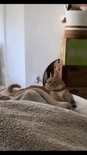 Love All Life Always #394 - Cat Vs. Tail - 🤣🤣🤣