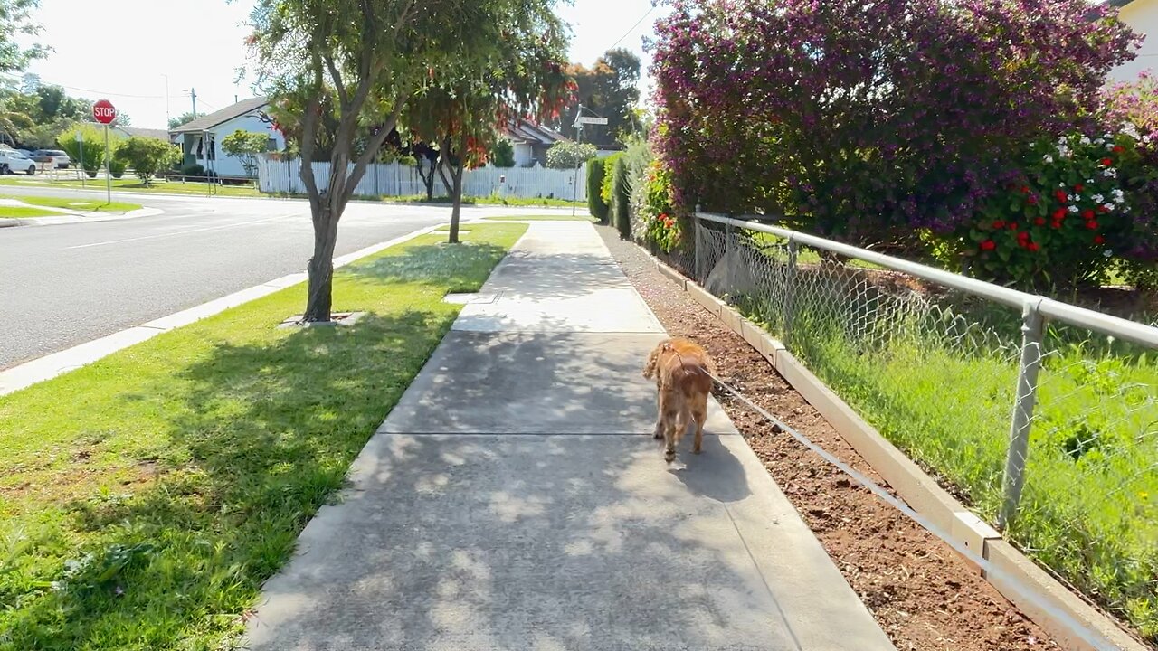 🌝❤️🐕🙏🏻